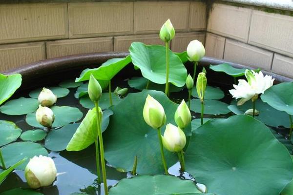 碗蓮水培怎么養 碗蓮水培養殖方法與注意事項