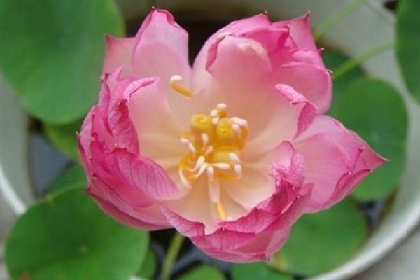 碗蓮水培怎么養 碗蓮水培養殖方法與注意事項