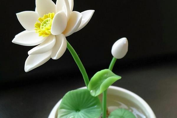 碗蓮水培怎么養 碗蓮水培養殖方法與注意事項