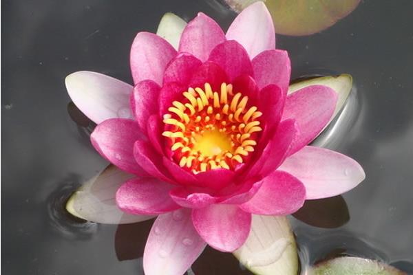 碗蓮水培怎么養 碗蓮水培養殖方法與注意事項