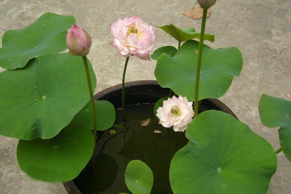 碗蓮水培怎么養 碗蓮水培養殖方法與注意事項