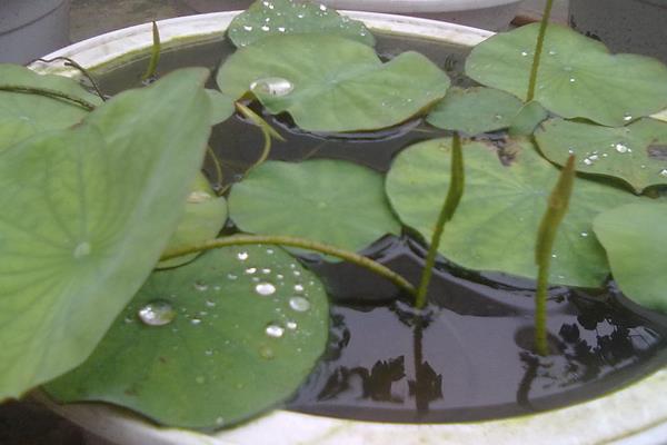 碗蓮水培怎么養 碗蓮水培養殖方法與注意事項