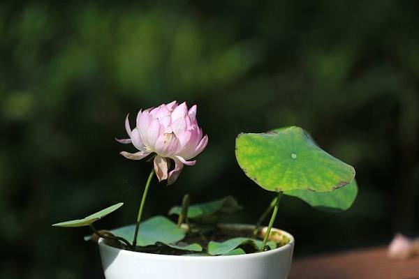 碗蓮水培怎么養 碗蓮水培養殖方法與注意事項