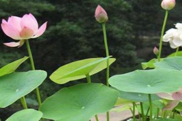 碗蓮種子市場價格多少錢一斤 碗蓮種子怎么種