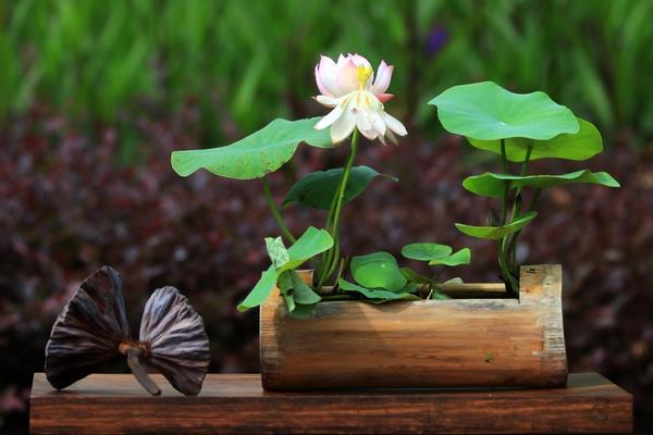 碗蓮怎么種 碗蓮的種植方法與注意事項