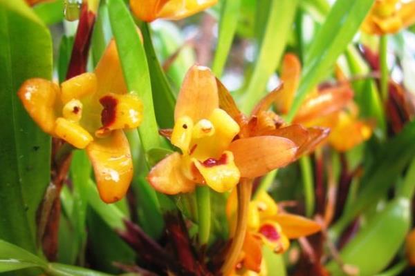 腋唇蘭怎么種 腋唇蘭種植方法與注意事項