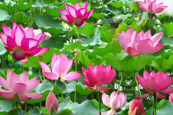 荷花苗市場價格多少錢一棵 荷花種子怎么種