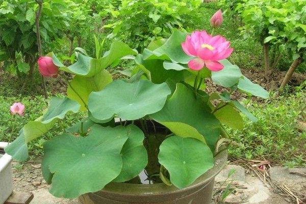 碗蓮葉子發黃變黑怎么辦 碗蓮怎么施肥