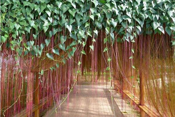 錦屏藤可以盆栽養(yǎng)殖嗎 錦屏藤盆栽的養(yǎng)殖方法