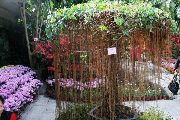 錦屏藤可以盆栽養(yǎng)殖嗎 錦屏藤盆栽的養(yǎng)殖方法