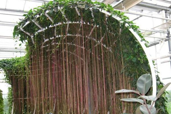 錦屏藤可以盆栽養(yǎng)殖嗎 錦屏藤盆栽的養(yǎng)殖方法