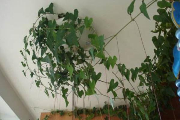 錦屏藤可以盆栽養(yǎng)殖嗎 錦屏藤盆栽的養(yǎng)殖方法