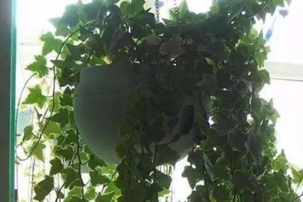 錦屏藤可以盆栽養(yǎng)殖嗎 錦屏藤盆栽的養(yǎng)殖方法