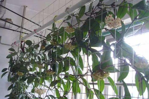 錦屏藤可以盆栽養(yǎng)殖嗎 錦屏藤盆栽的養(yǎng)殖方法