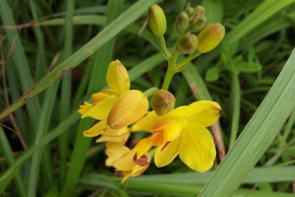 苞舌蘭和白芨的區別是什么 苞舌蘭怎么澆水