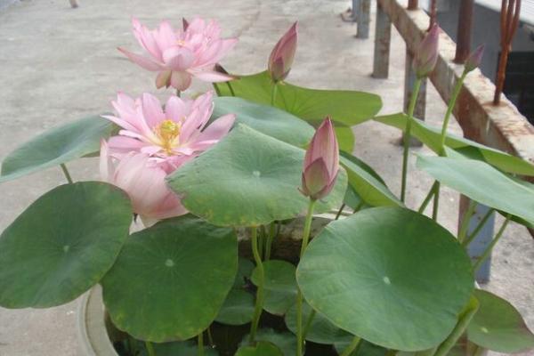 碗蓮葉子發黃變黑怎么辦 碗蓮怎么施肥