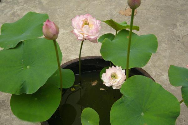 碗蓮葉子發黃變黑怎么辦 碗蓮怎么施肥