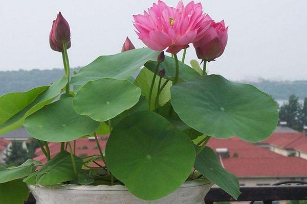 碗蓮葉子發黃變黑怎么辦 碗蓮怎么施肥