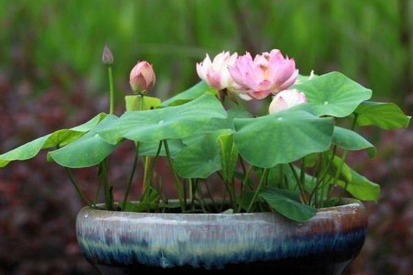 碗蓮葉子發黃變黑怎么辦 碗蓮怎么施肥