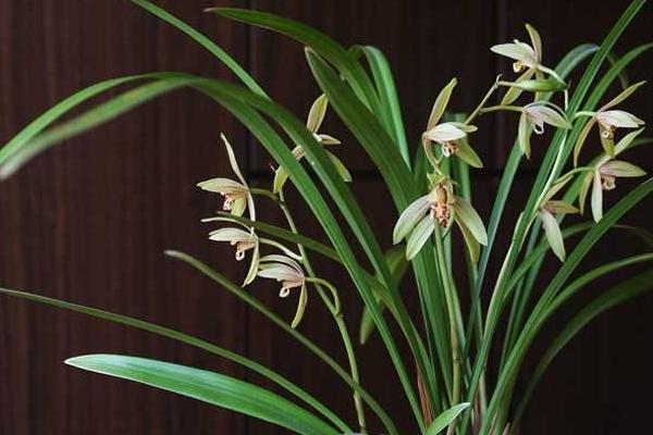 建蘭什么時候開花（花期是幾月） 怎樣調控盆栽建蘭的花期