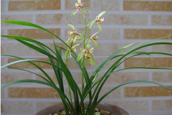 建蘭怎么澆水(多久澆一次) 建蘭怎么施肥