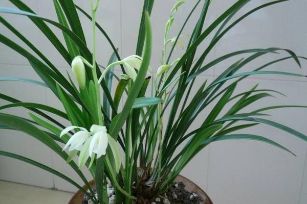 建蘭怎么澆水(多久澆一次) 建蘭怎么施肥