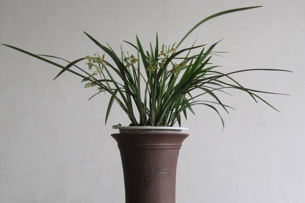 建蘭怎么澆水(多久澆一次) 建蘭怎么施肥