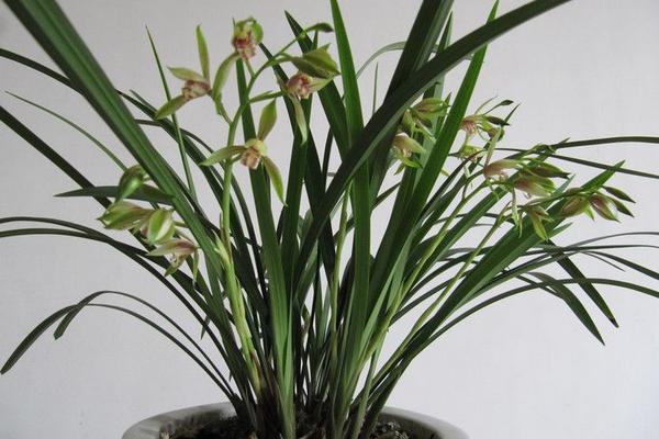 建蘭怎么澆水(多久澆一次) 建蘭怎么施肥