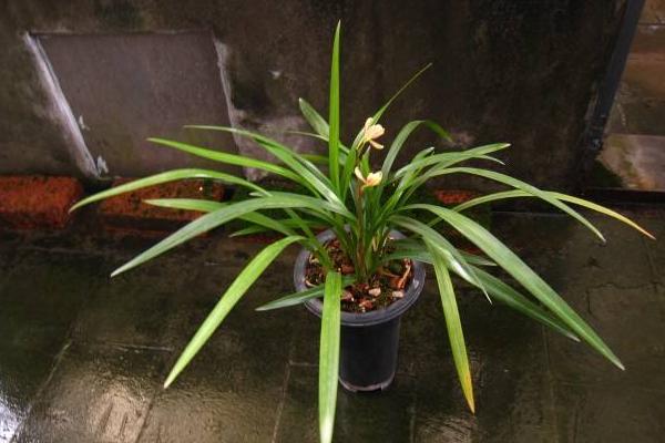 建蘭怎么澆水(多久澆一次) 建蘭怎么施肥