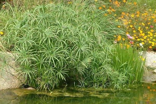 旱傘草怎么養(yǎng) 旱傘草養(yǎng)殖方法與注意事項