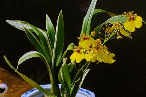 文心蘭和夢香蘭的區(qū)別是什么 文心蘭的養(yǎng)殖方法