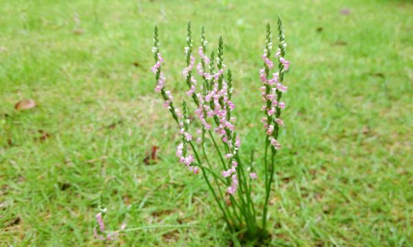 綬草什么時候開花 綬草的藥用價值