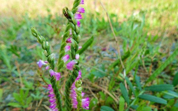 綬草什么時候開花 綬草的藥用價值