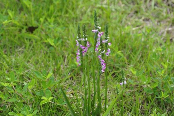綬草什么時候開花 綬草的藥用價值