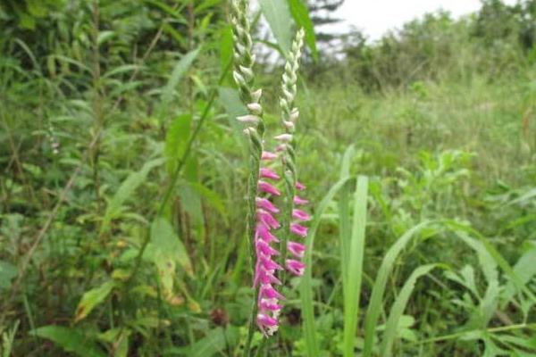 綬草什么時候開花 綬草的藥用價值