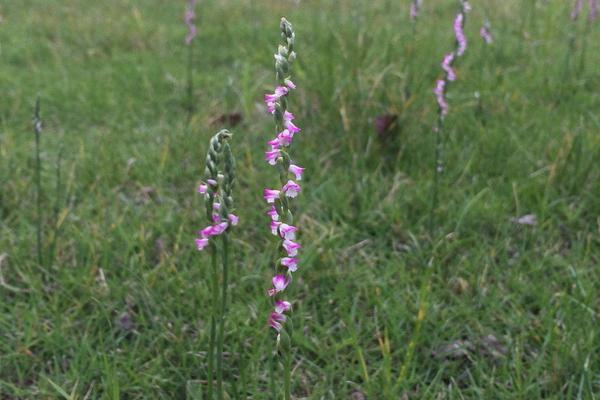 綬草什么時候開花 綬草的藥用價值