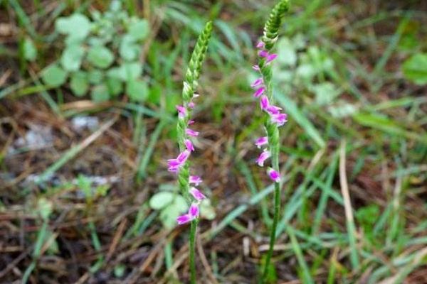 綬草什么時候開花 綬草的藥用價值