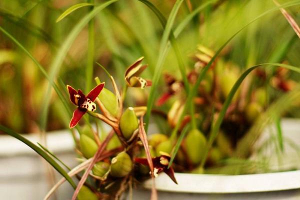 腋唇蘭是名貴品種嗎 腋唇蘭怎么澆水(多久澆一次)