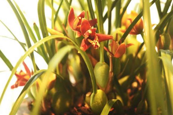 腋唇蘭是名貴品種嗎 腋唇蘭怎么澆水(多久澆一次)