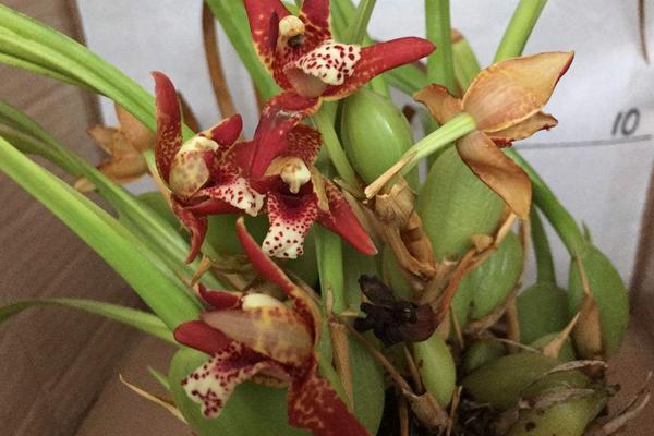 腋唇蘭是名貴品種嗎 腋唇蘭怎么澆水(多久澆一次)