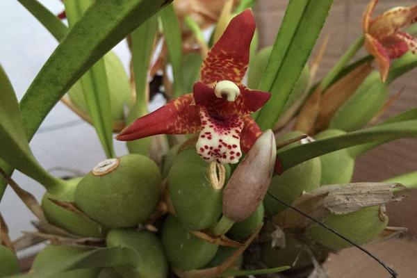 腋唇蘭是名貴品種嗎 腋唇蘭怎么澆水(多久澆一次)