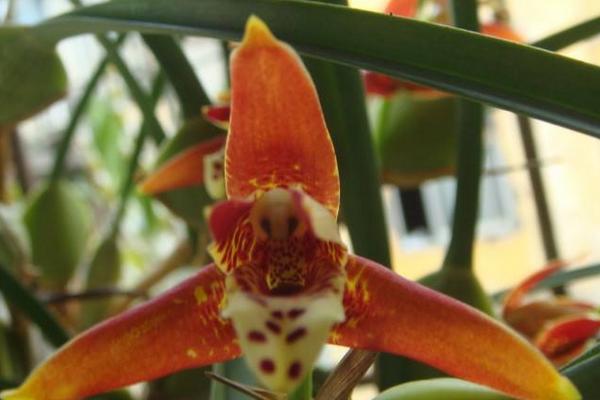 腋唇蘭是名貴品種嗎 腋唇蘭怎么澆水(多久澆一次)