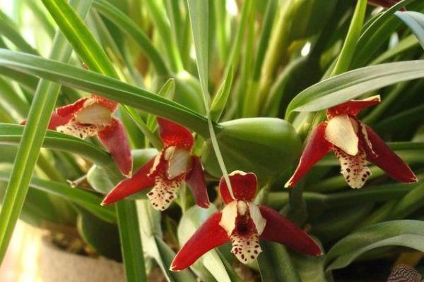 腋唇蘭是名貴品種嗎 腋唇蘭怎么澆水(多久澆一次)