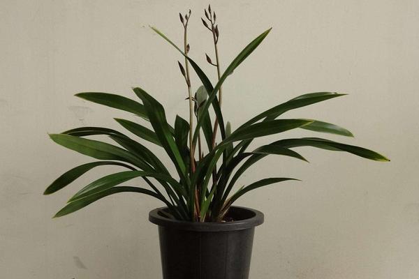 墨蘭市場價格多少錢一盆 墨蘭怎么分株繁殖