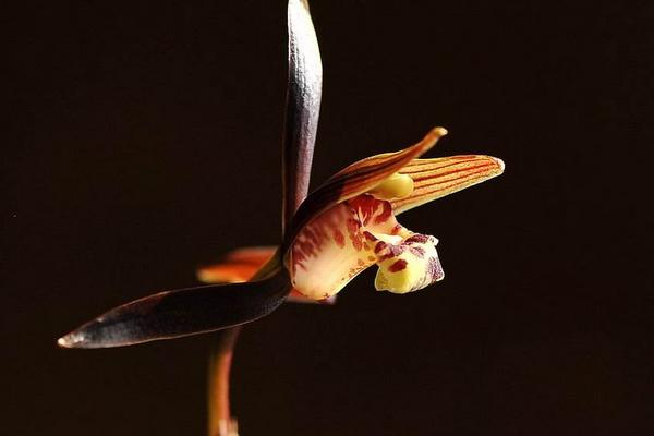 墨蘭圖片大全 墨蘭花語及寓意 墨蘭好養嗎