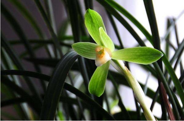 春蘭怎么澆水（多久澆一次） 春蘭怎么施肥