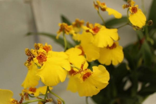 文心蘭圖片大全 文心蘭花語(yǔ)及寓意