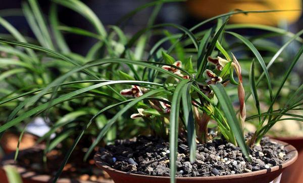 春蘭盆栽怎么養 春蘭花養殖方法與注意事項