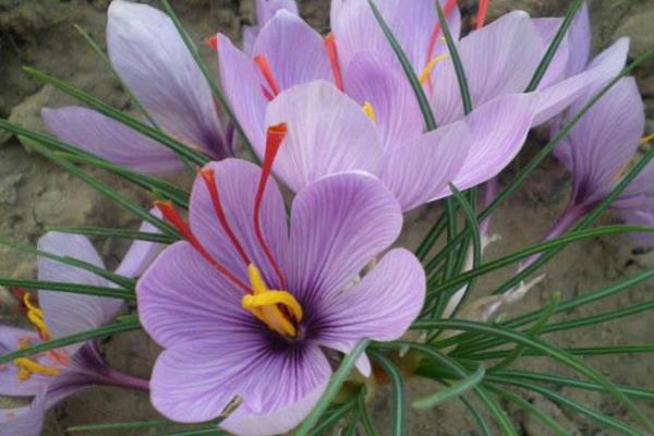 藏紅花圖片大全 藏紅花花語及寓意