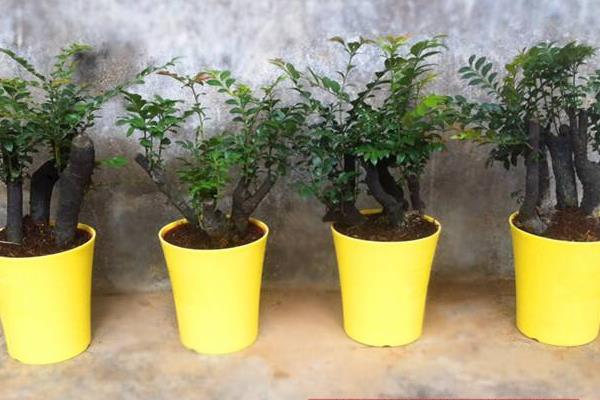 小葉紫檀功效與作用 小葉紫檀藥用價值